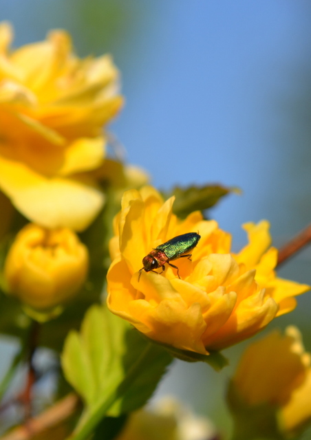 Anthaxia nitidula - ragyogó virágdíszbogár