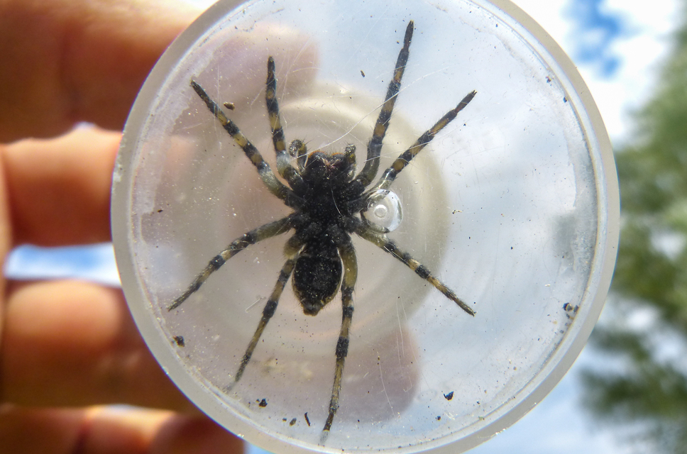 Geolycosa vultuosa - pokoli cselőpók