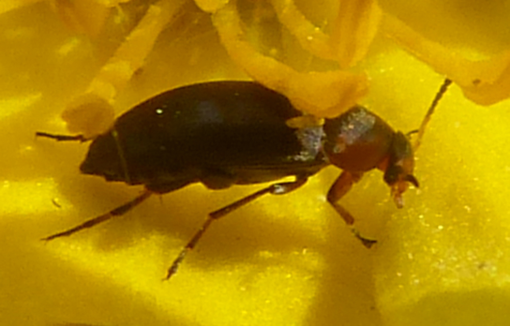 Anaspis varians - változó árvabogár Anaspis varians - változó árvabogár