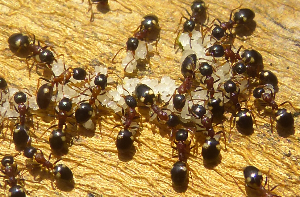 Dolichoderus quadripunctatus - négypettyes erdeihangya
