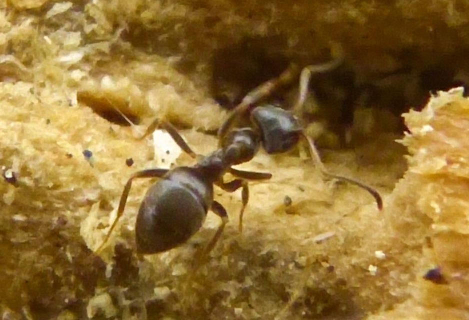 Lasius