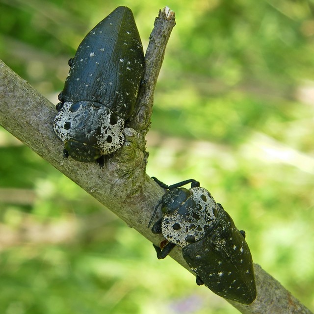 Capnodis tenebrionis - kökény-tükrösdíszbogár