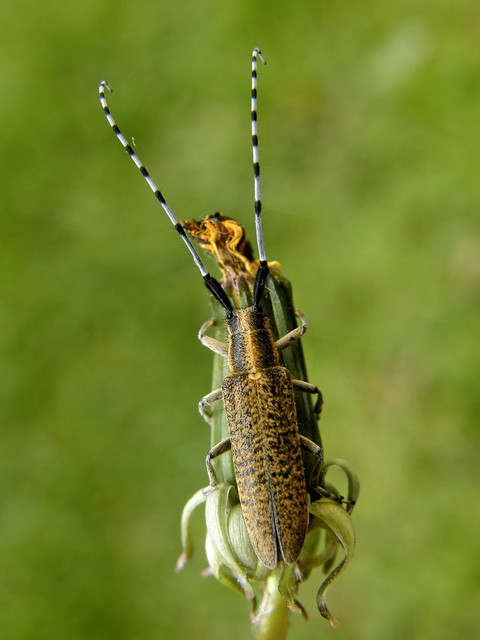 Agapanthia villosoviridescens - fehérgyűrűs bogáncscincér