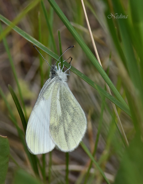 Leptidea sinapis - mustárlepke