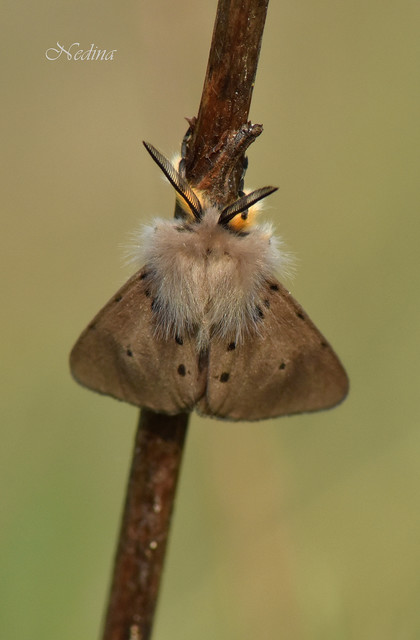 Diaphora mendica - felemás medvelepke