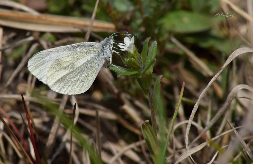 Leptidea sinapis - mustárlepke