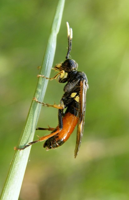 Tenthredinidae - valódi levéldarazsak