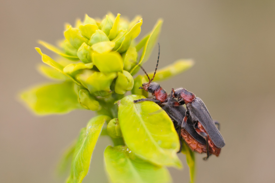 Cantharis rustica - suszterbogár