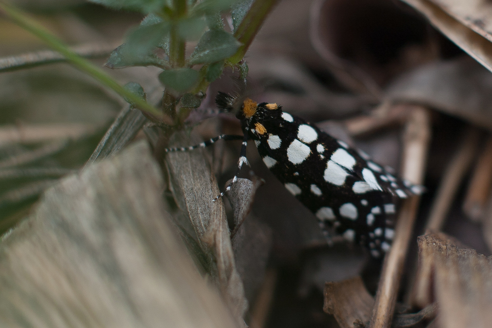 Euplocamus anthracinalis - fésűscsápú korhadékmoly