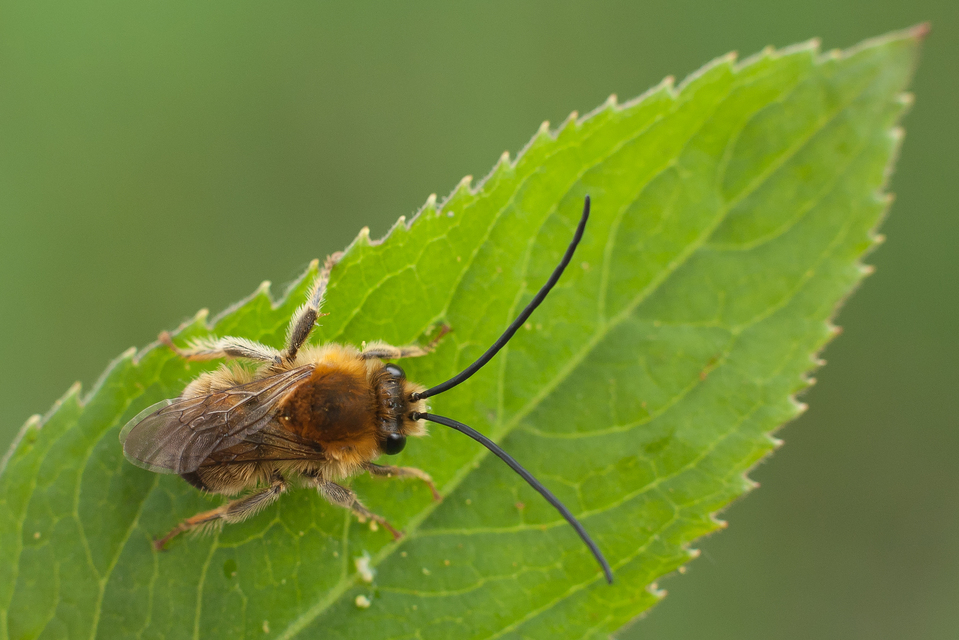 Eucera