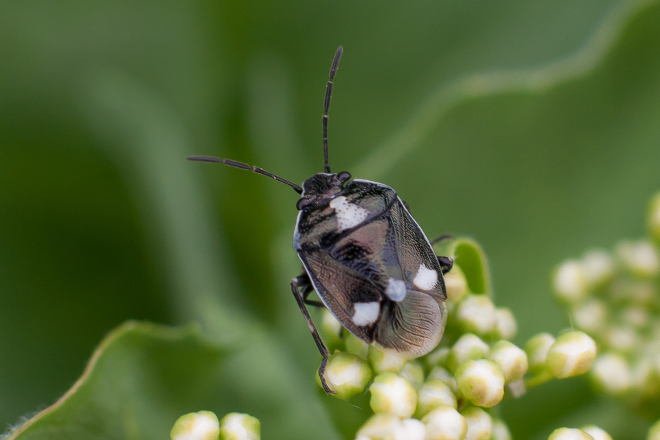 Eurydema oleracea - paréjpoloska Eurydema oleracea - paréjpoloska