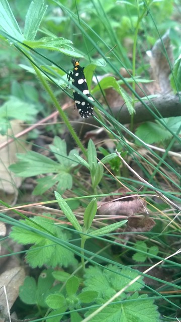 Euplocamus anthracinalis - fésűscsápú korhadékmoly