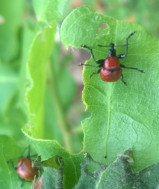 Attelabus nitens - tölgy-levélsodró