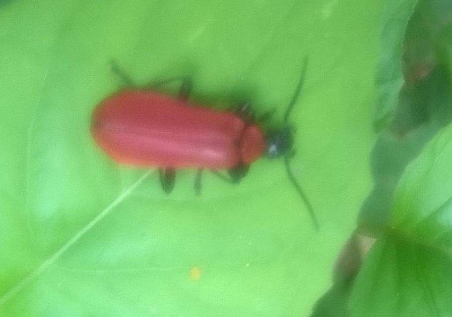 Pyrochroa coccinea - nagy bíborbogár