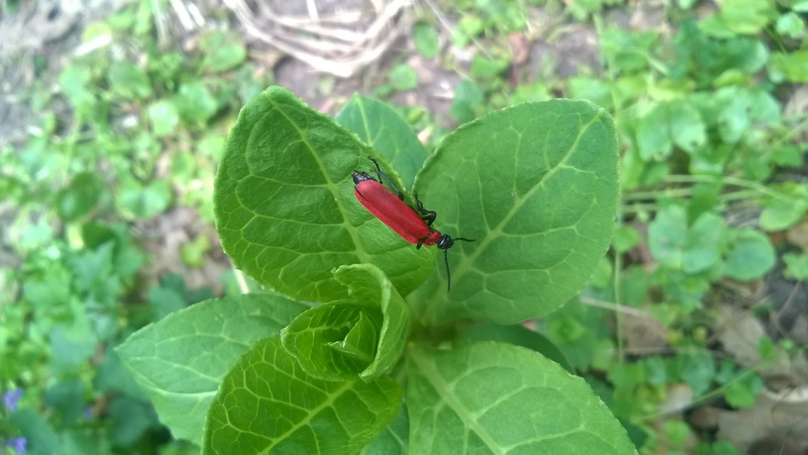Pyrochroa coccinea - nagy bíborbogár