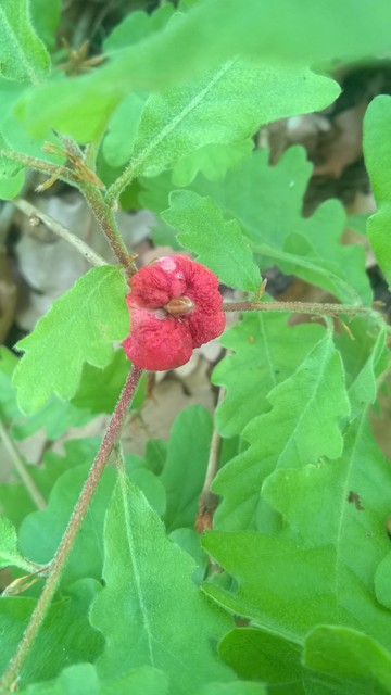 Biorhiza pallida - gyökérgubacsdarázs