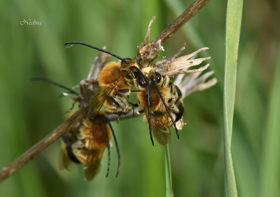 Eucera