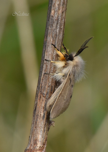 Diaphora mendica - felemás medvelepke