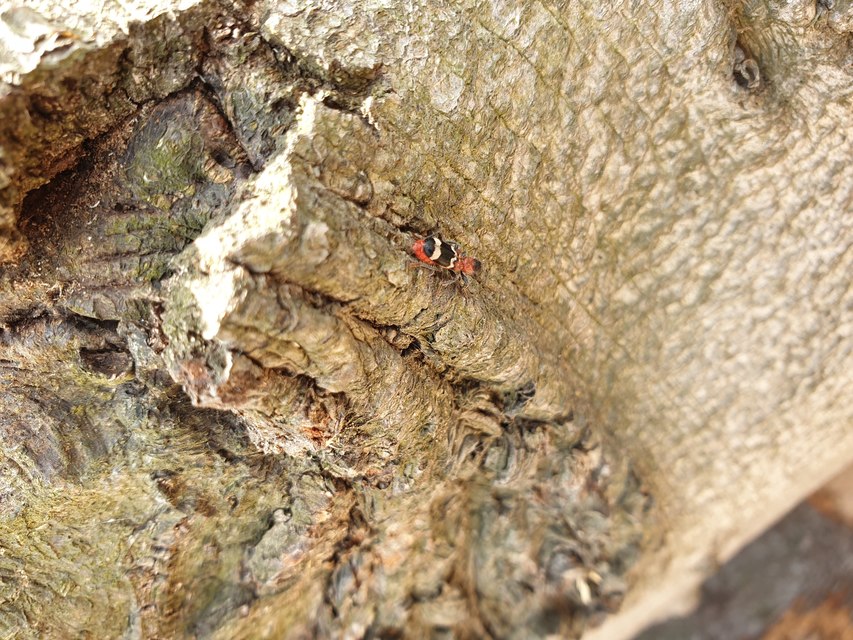 Thanasimus formicarius - vörösnyakú szúfarkas