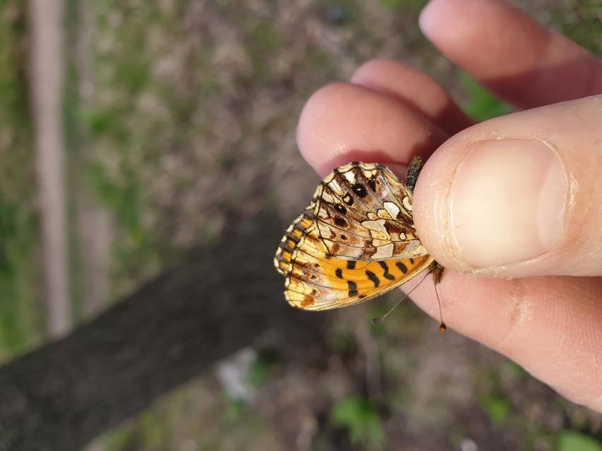 Boloria dia - kis gyöngyházlepke