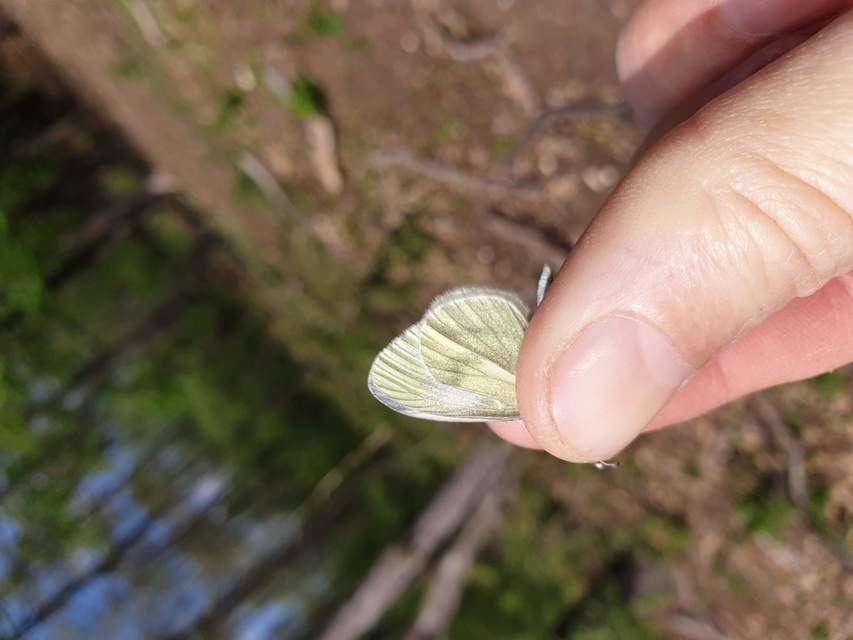 Leptidea sinapis/juvernica