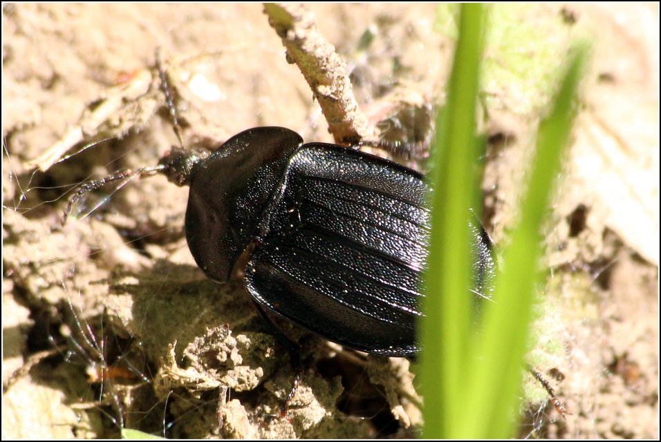 Phosphuga atrata - bordás csigarabló