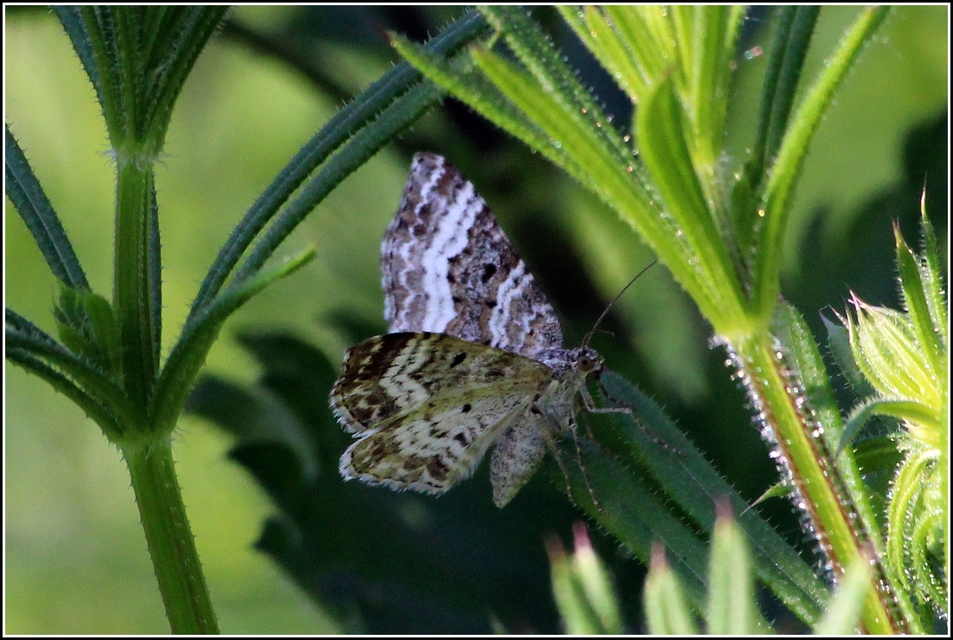 Epirrhoe alternata - galaj-tarkaaraszoló