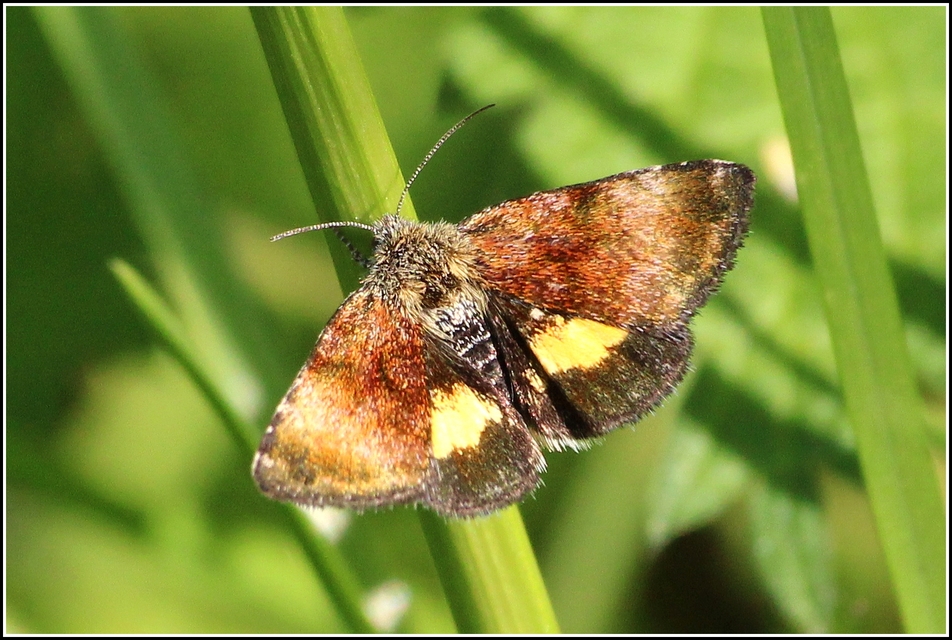 Panemeria tenebrata - apró sárgabagoly
