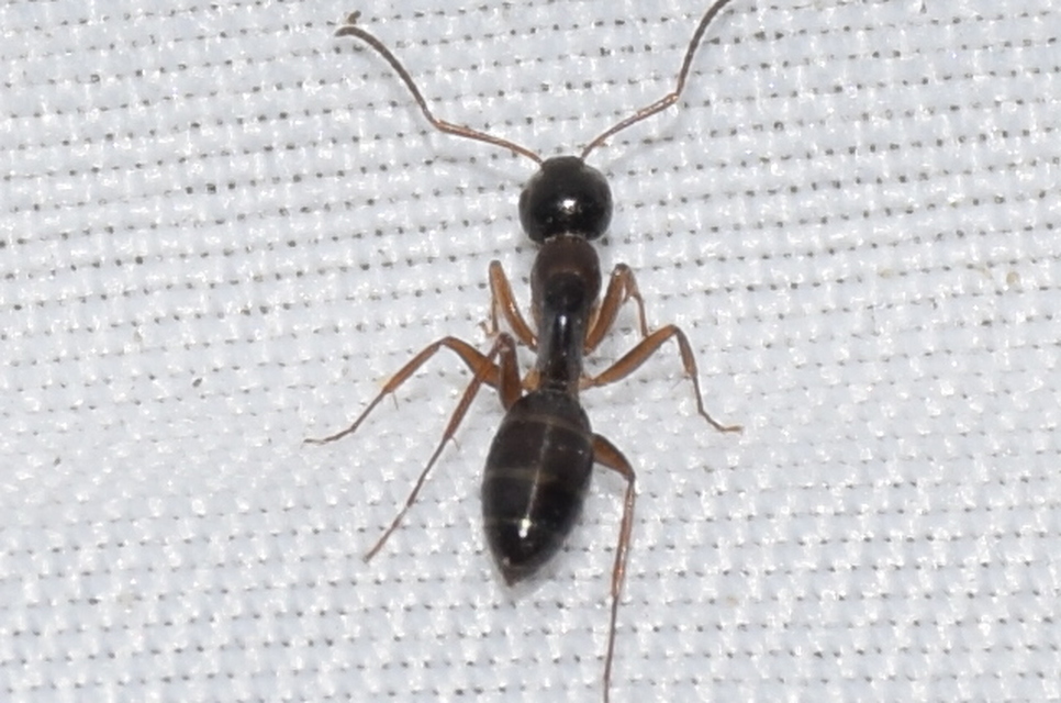 Camponotus fallax - ligeti lóhangya
