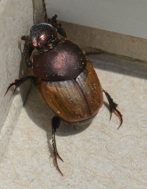 Onthophagus coenobita - rezes trágyatúró