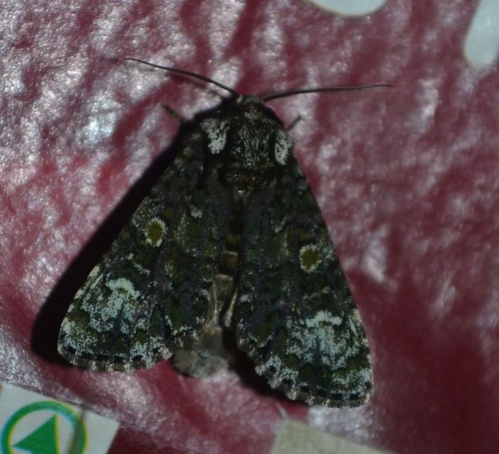 Craniophora ligustri - fagyalbagoly