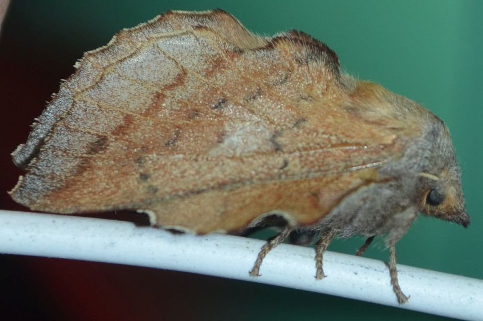 Phyllodesma tremulifolia - nyárlevélpohók
