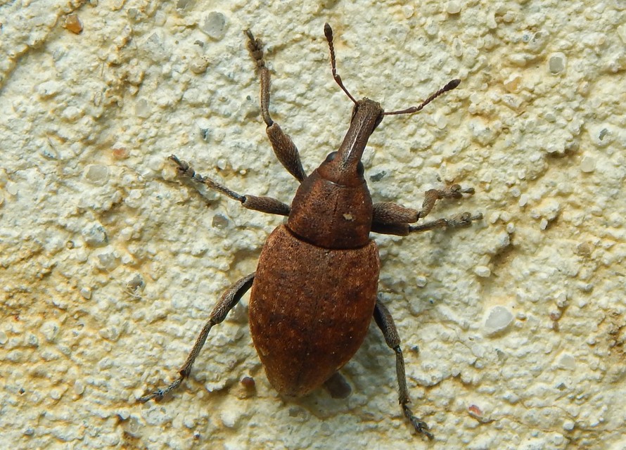 Lepyrus capucinus - pettyes fűzormányos