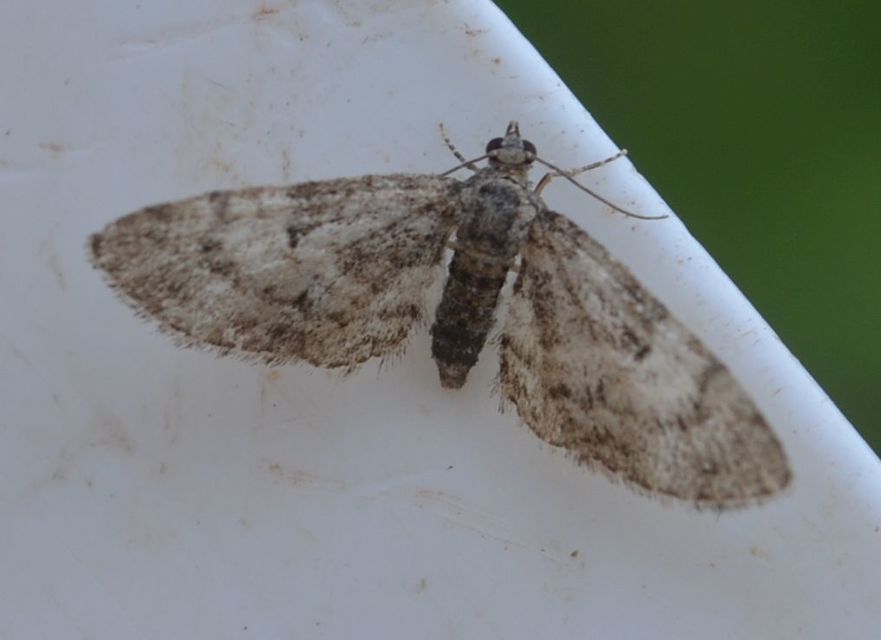 Eupithecia dodoneata - tölgy-törpearaszoló
