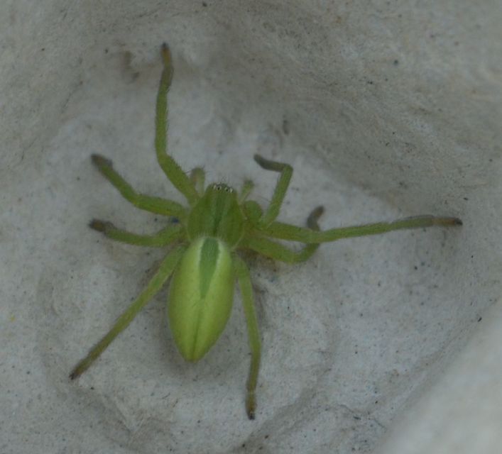 Micrommata virescens - hunyópók