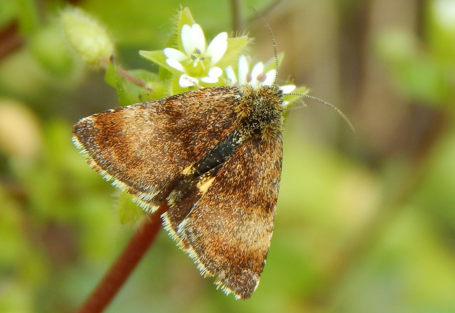 Panemeria tenebrata - apró sárgabagoly