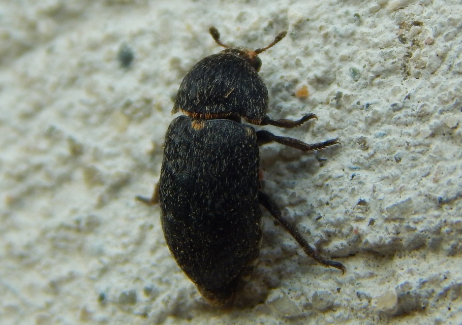 Dermestes laniarius - gyászos porva Dermestes laniarius - gyászos porva