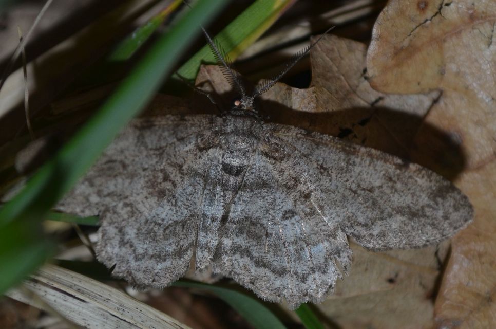 Hypomecis punctinalis - pettyes faaraszoló