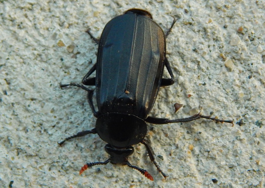 Necrodes littoralis - nagy dögbogár