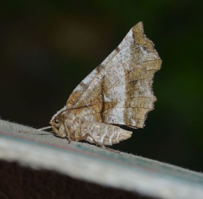 Selenia dentaria - kétfoltos holdasaraszoló