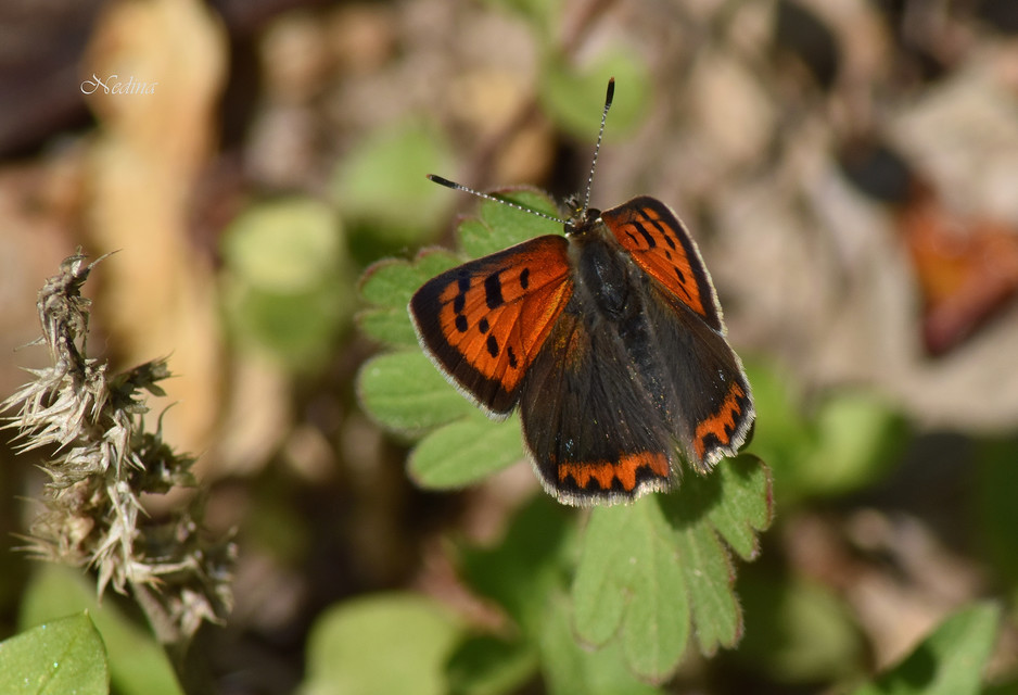 Lycaena phlaeas - közönséges tűzlepke