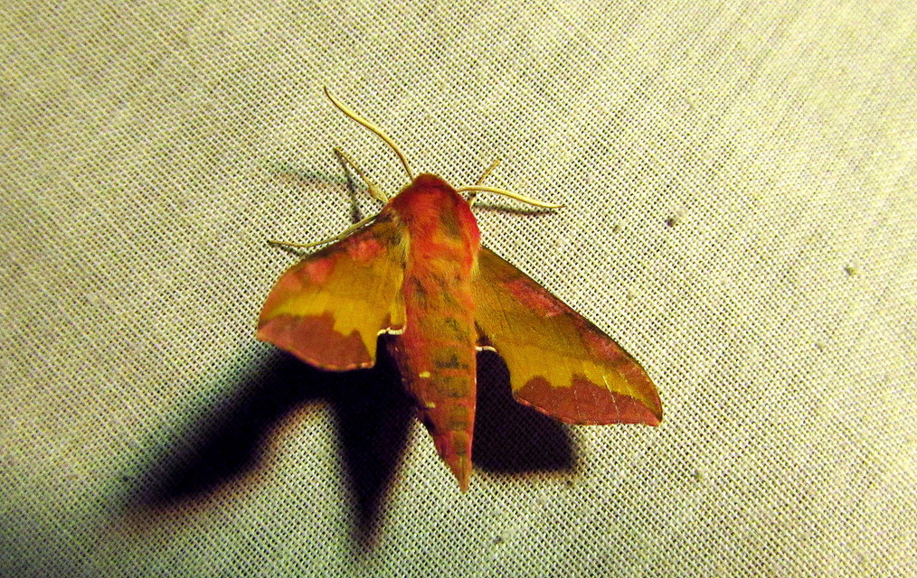 Deilephila porcellus - piros szender