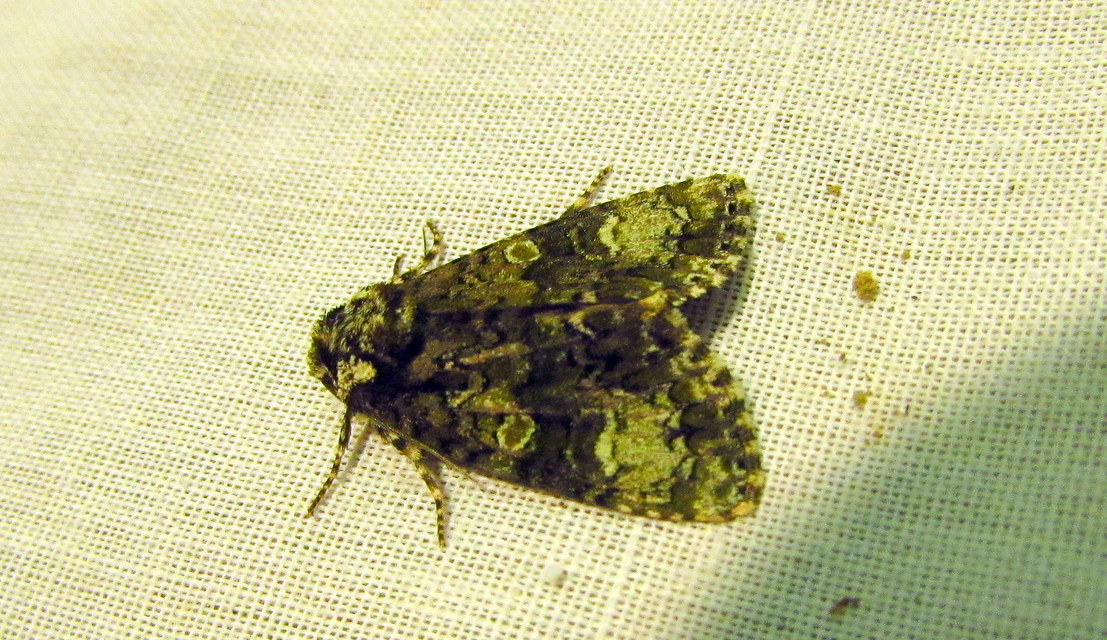 Craniophora ligustri - fagyalbagoly
