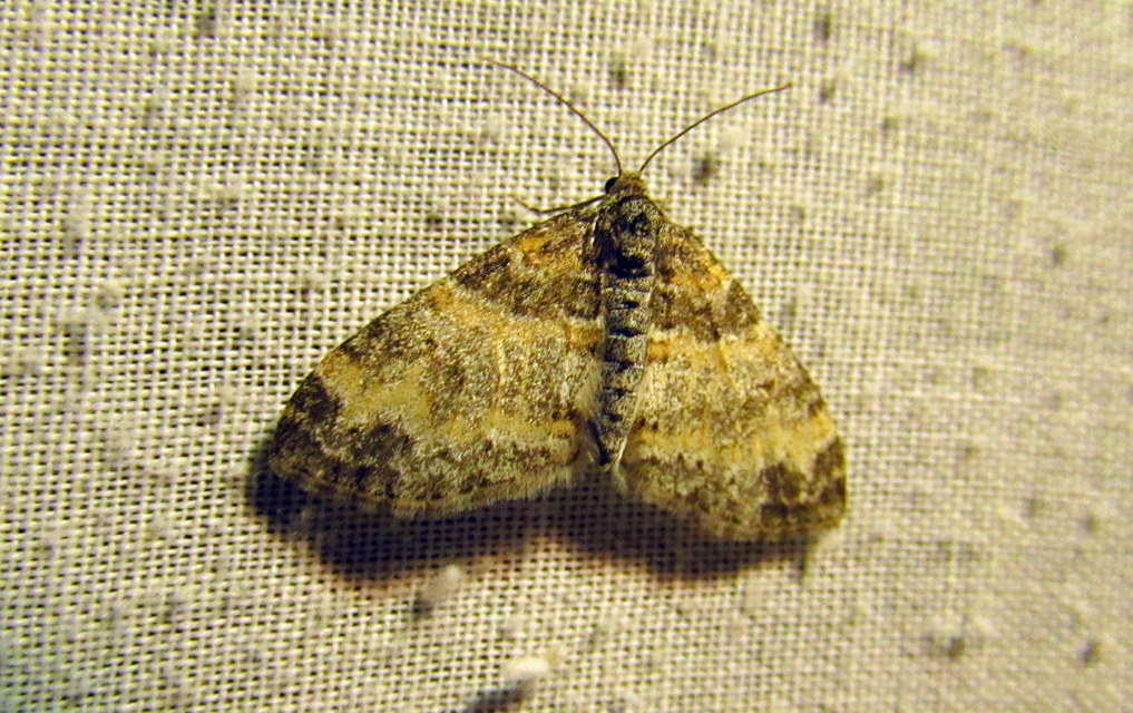 Lobophora halterata - szárnyfüggelékes araszoló