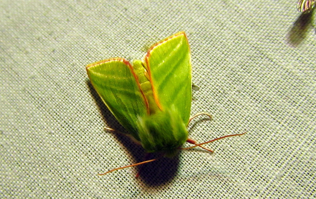 Pseudoips prasinana - bükkfa-zöldbagoly