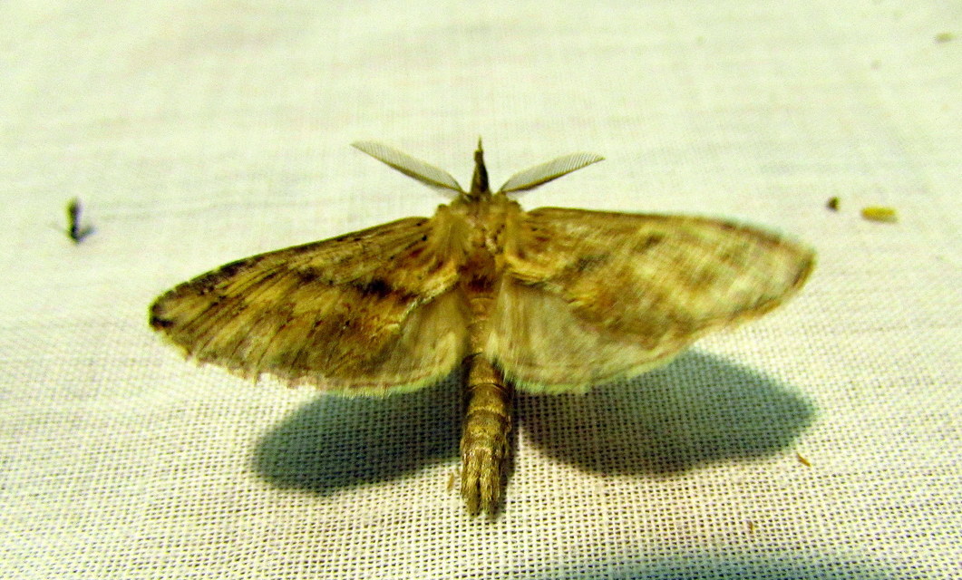 Pterostoma palpina - csőrös púposszövő