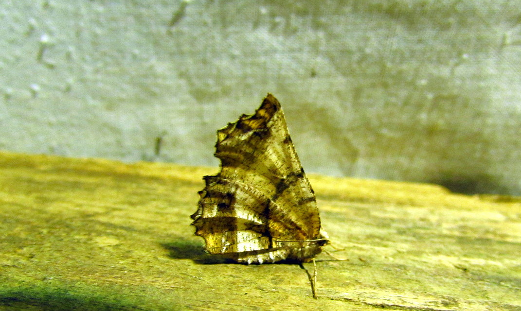 Selenia dentaria - kétfoltos holdasaraszoló