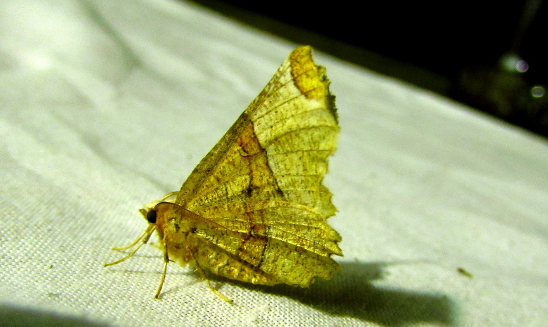 Selenia lunularia - egyfoltos holdasaraszoló