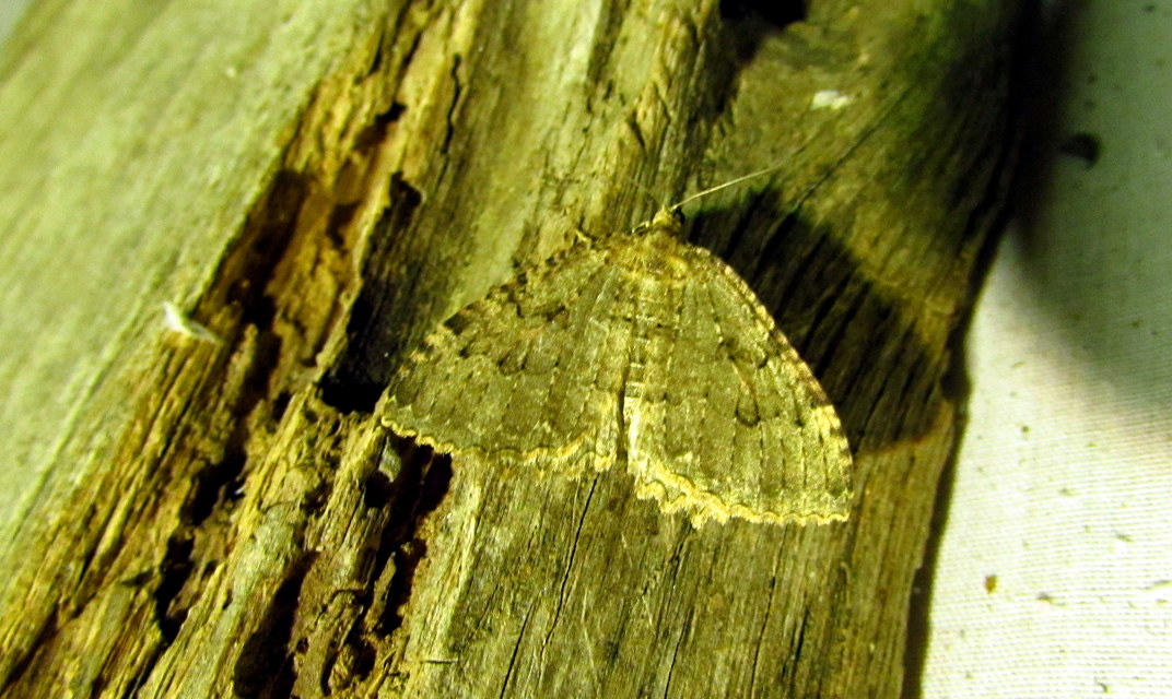 Triphosa dubitata - kutyabenge-araszoló