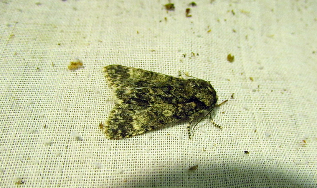 Acronicta megacephala - nagyfejű szigonyosbagoly
